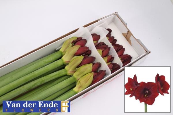Vollsortiment - Amaryllis (ga) ROYAL VELVET
